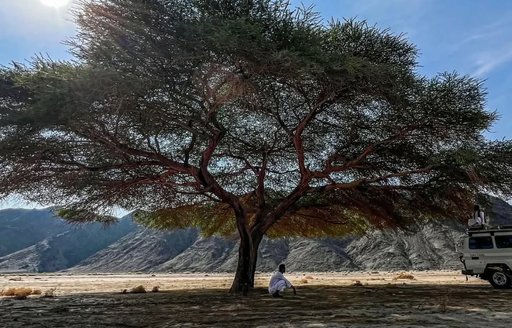 Red Sea - Wadi el Gemal Reserve tree