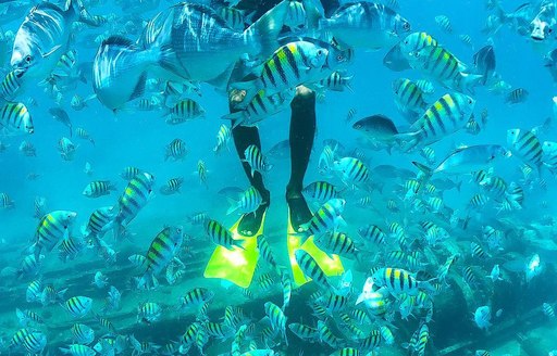Carlisle Bay Barbados fish, shipwreck, snorkeling