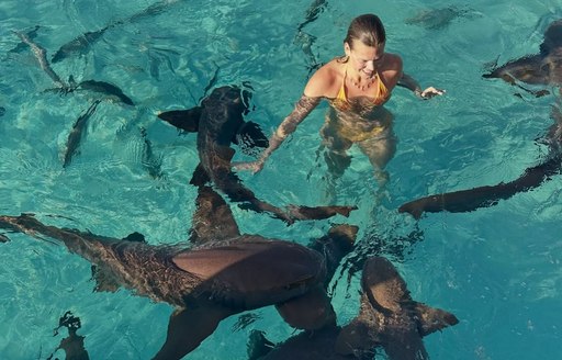 Exumas - Nurse sharks of Compass Cay swimming