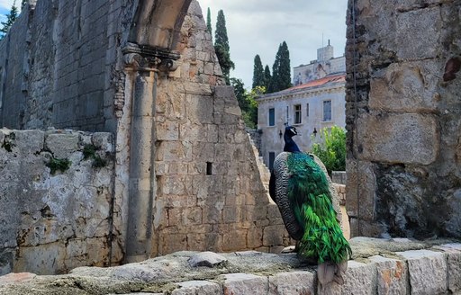 Dubrovnik - Lokrum Island peacock ruins