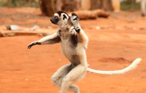 lemur on dry earth in madagascar
