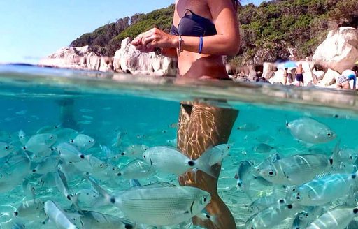 Olbia - Cala Goloritzè swimming fish