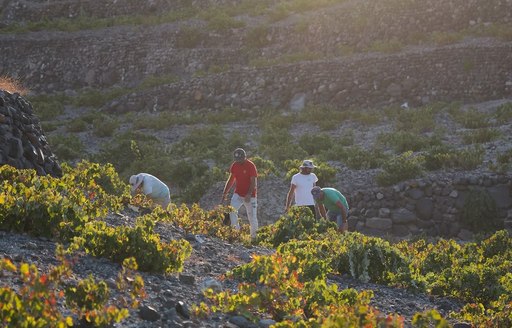 Santo Wines Santorini vineyard