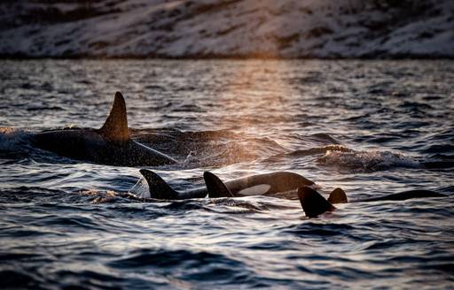 Orcas in Norway