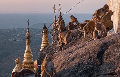 Myanmar - Mount Popa monkeys
