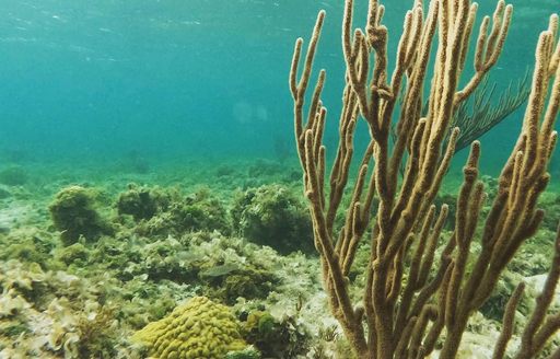 Turks & Caicos - Smith’s Reef coral