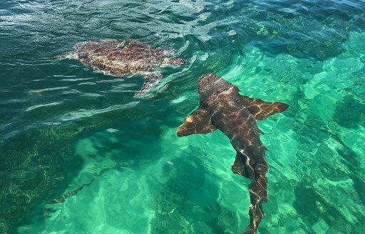 Abacos Islands Bahamas - Manjack Cay shark and turtle
