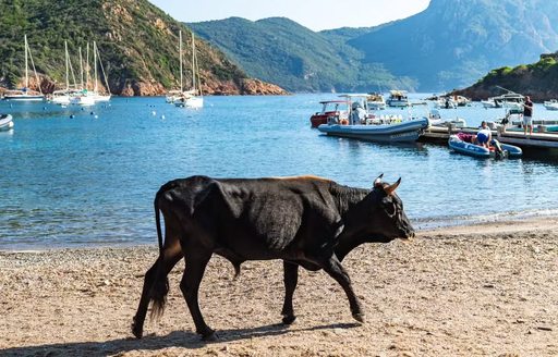 Girolata Corsica beach, cow