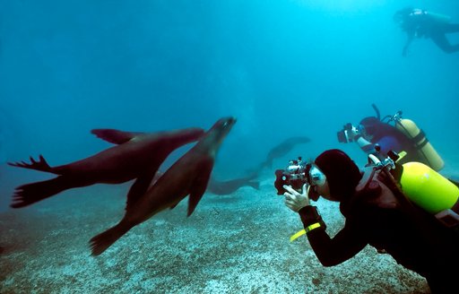 Divers photograph seals in the Cocos Islands