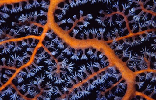 Great Barrier Reef coral reefs