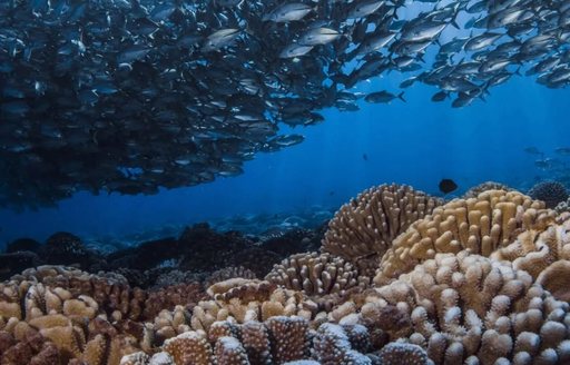 Fakarava French Polynesia fish, coral