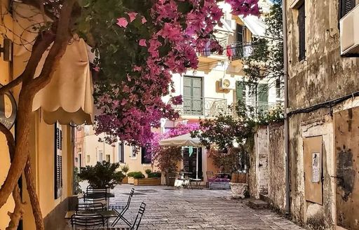 Old Town of Corfu street, tree