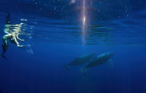 Snorkeler with a humpback whales in French Polynesia