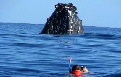 Snorkeler with a humpback whale in French Polynesia