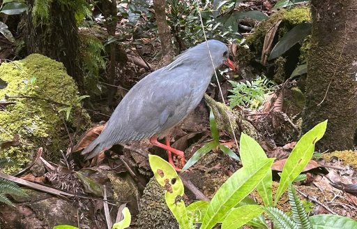 New Caledonia - Blue River Provincial Park bird