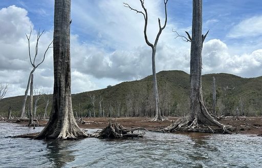 New Caledonia - Blue River Provincial Park water trees