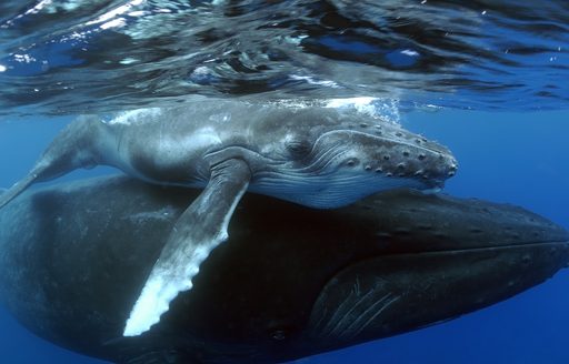 A female humpback whale with her calf in Tahiti, French Polynesia