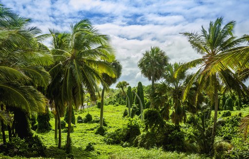 Caribbean jungle with lush green exotic plants, beautiful tall palm trees on blue sky background