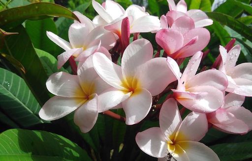 Grenada - Palm Tree Gardens flowers