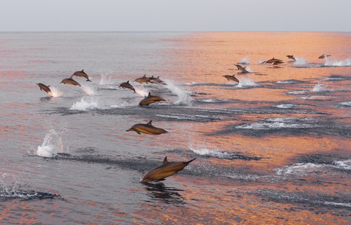 Lots of dolphins jumping from the water