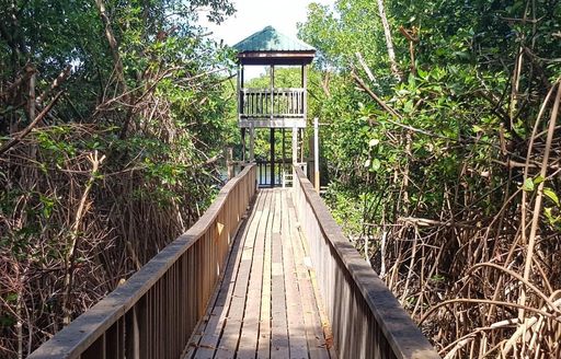 Grenada - Levera National Park bridge
