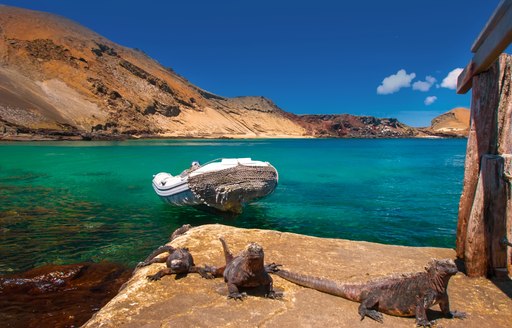 Marine iguanas on Bartolome Island in the Galapagos
