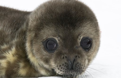 fluffy seal with big eyes 