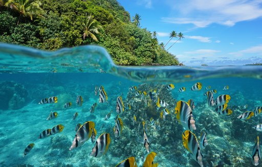 A school of tropical fish swimming in Tahiti