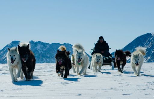 Huskies and a musher in action in Greenland