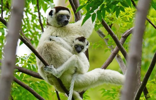 Isalo National Park Madagascar sifaka