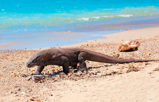 a komodo dragon walks along a sandy beach in the Komodo National Park