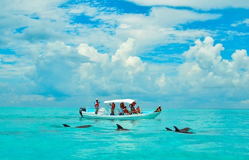 Wild dolphin watching in the Caribbean Sea. Eco tourism.