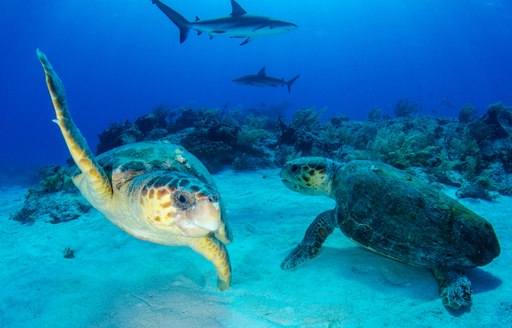 Turtles at Tiger Beach in the Bahamas