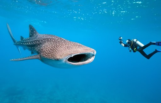 Large whale shark, with scuba diver nearby