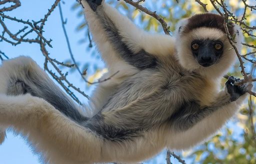 Andasibe-Mantadia National Park Madagascar lemur