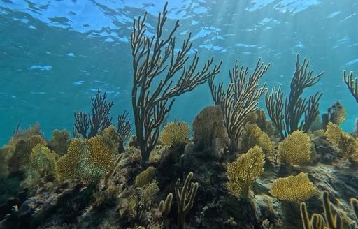 Deadman's Reef Bahamas coral