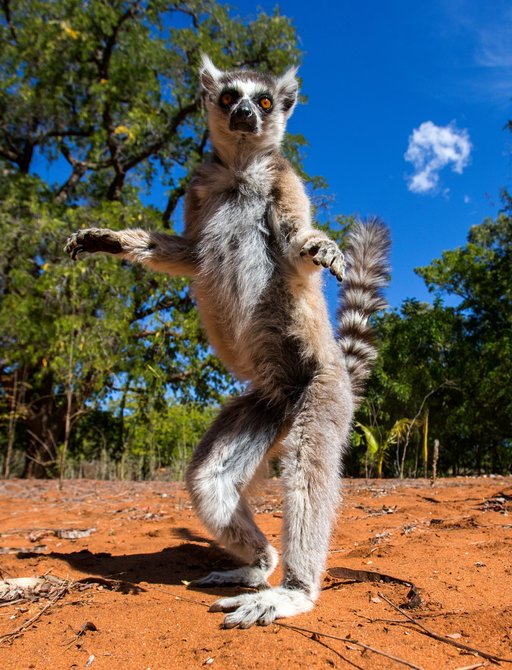 A forward facing lemur stands on its hind legs with its arms outstretched