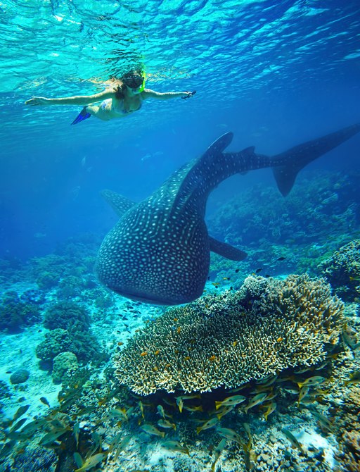 a woman goes snorkelling in the coral reefs of southern Thailand while on her luxury yacht charter  where she finds a friendly whale shark