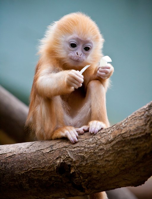 A baby gibbon in a thailand sanctuary eating a leaf off of her fruit
