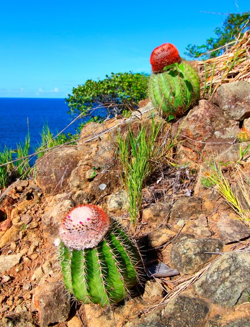 colourful cacti growing on a rugged cliffside in the British Virgin Islands