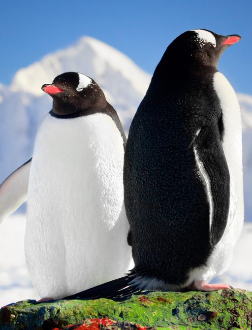 fluffy penguins in antarctica