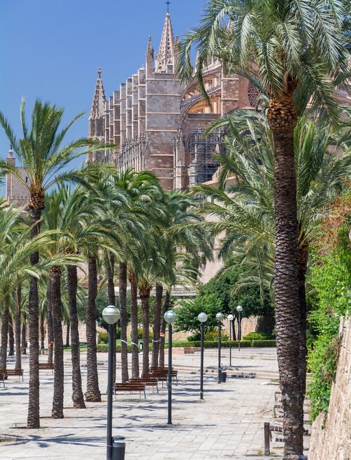 Street lined with palm trees in Palma de Mallorca, Balearics
