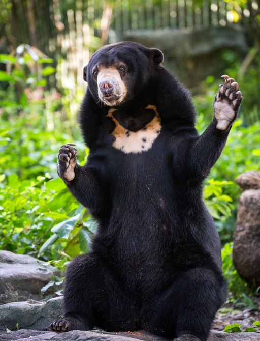  a sun bear in a zoo in thailand opens its arms towards a group of charterers visiting while on their luxury yacht charter 