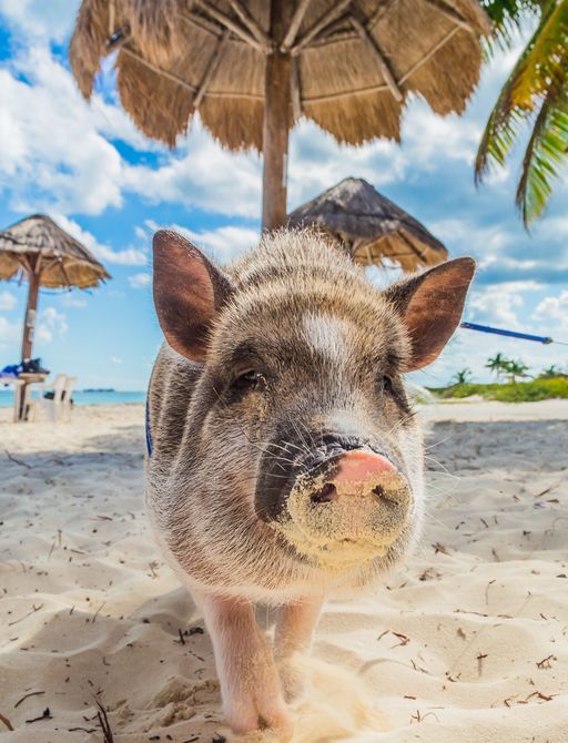 pig-bahamas-beach