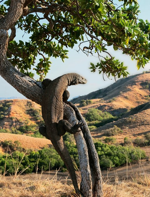 A komodo dragon climbs a tree on a savannah in Indonesia