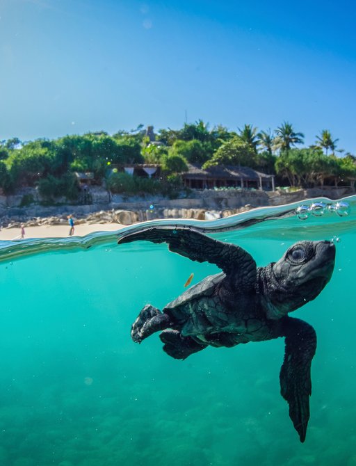 Turtle swimming in the Indonesia's Raja Ampat