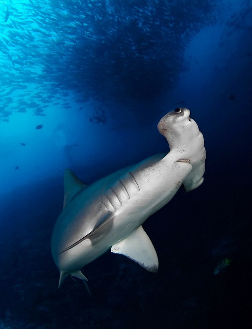 Hammerhead shark, Cocos Island in Costa Rica