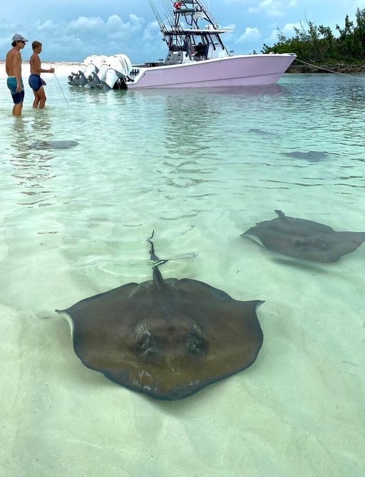 Stingrays swimming in Hope Town iin front of a fishing boat 