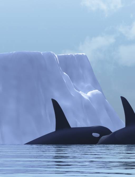 See Killer Whales in Antarctica from the deck of a Superyacht