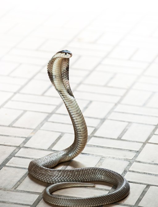 a king cobra casually going about its day in the streets of thailand